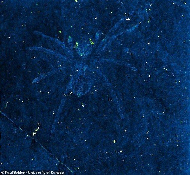 کشف فسیل 113 میلیون ساله از عنکبوتی با چشمان شب تاب، عکس