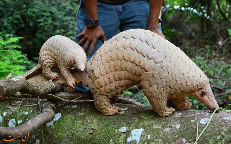 دیدن از حیوانات عجیبی در تور مالزی
