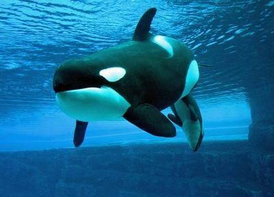 آکواریم MarineLand نیاگارا کانادا