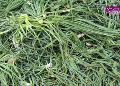 آشنایی با خواص گیاه شنگ (فواید درمانی شنگ)