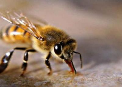 خواص نیش زنبور عسل چیست؟