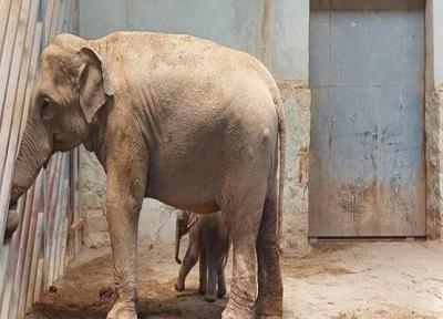 آخرین شرایط فیل متولد شده در باغ وحش ارم، صندلی فیل ها بزرگتر می گردد