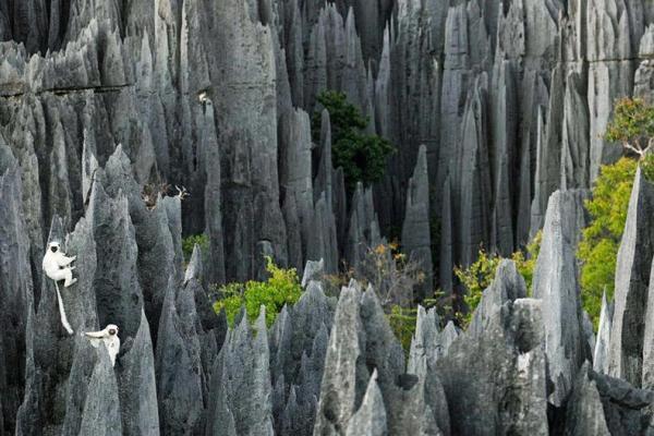 سینجی ماداگاسکار؛ جنگل عجیب ساخته شده از سنگ