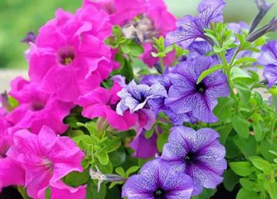 8 پیشنهاد کاشت بذر گل برای عید نوروز 1402